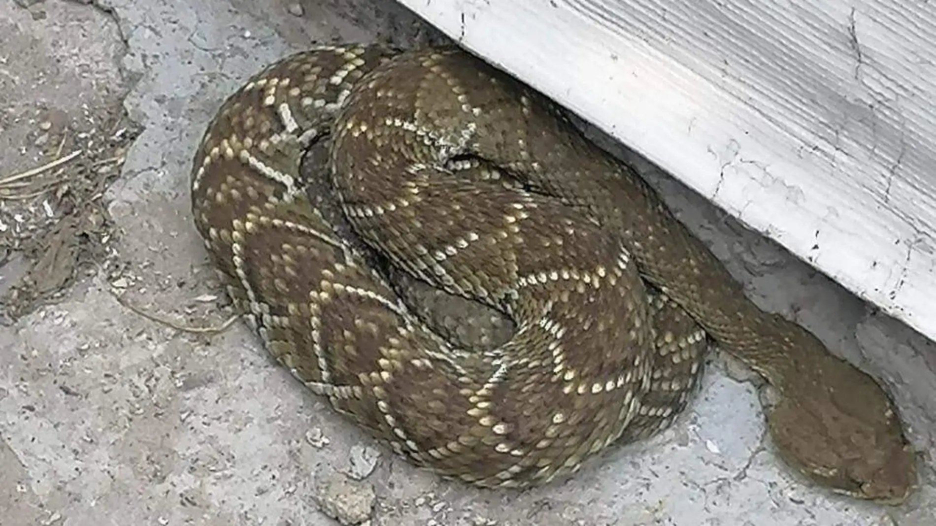 Serpiente de Cascabel Foto Policía de Zapopan